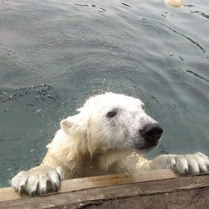 Meet your Posher, Sandy